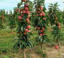 Stablo jabuka u obliku kolona Arbat: fotografija i opis sorte