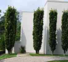 Stabla oblika kolona: sorte, značajke njege i pregleda. Stabla voćaka u obliku kolona. Stabla…