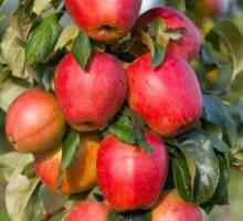 Kolone u obliku jabuka: recenzije o kultiviranju u našoj zemlji