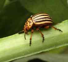 Colorado beetle-beetle: kratki opis i metode borbe