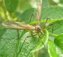 Patuljasti komarac je siguran kukac koji se hrani nektarom