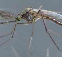 Komar-pussy: opis i fotografija
