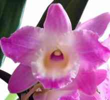 Soba Orchid: kako se brinuti. Dendrobium Starclass kod kuće