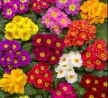 Unutarnji cvjetovi jaglacica: fotografija, njegu kod kuće