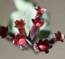 Unutarnji cvijet eschinanthus: njegu i fotografiju