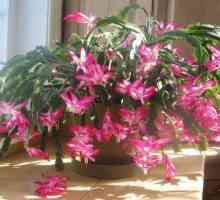 Unutarnji cvijet Schlumberger: fotografija, njegu i reprodukcija