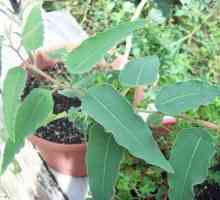 Soba limun eukaliptus: opis, osobitost uzgoja kod kuće