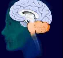 Krajnji mozak: struktura i funkcija