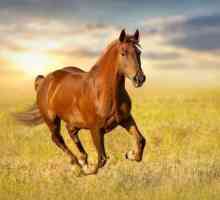 `Konj u srednjemu ne menyayut`: značenje izraza i primjerima korištenja