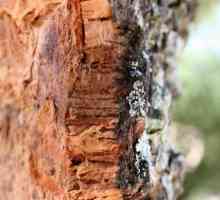 Koru stabla: struktura, bolesti, liječenje