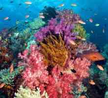 Koralji su ... Koraljni prirodni: fotografija, cijena