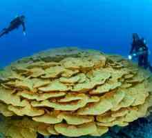 Je li koralj životinja ili biljka? Gdje su koralji pronađeni u prirodi?