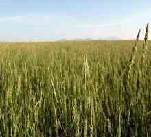Korijen pšenične trave: ljekovita svojstva i kontraindikacije, recepte i recenzije