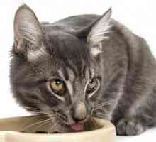 Feed za mačke bez zrna: prednosti i nedostaci