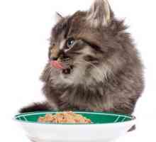 Mačka hrana za osjetljivu probavu: pregled, vrste, značajke i recenzije