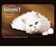 Gurmanska mačka hrana - liječenje za kućnog ljubimca