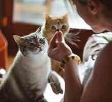 Hrana za mačke `Every day`: recenzije kupaca