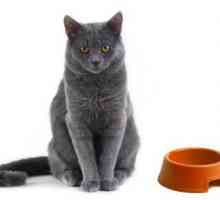 Hrana za mačke `Sheba`: recenzije. Sheba - konzervirana hrana za mačke. Savjeti za…