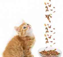Feed za vrhunske mačiće: suho ili mokro? Koja je najbolja hrana za mačića?
