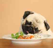 Hrana za pse iz pasa: značajke izbora. Utjecaj na životinjsko tijelo u određenim bolestima