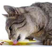 Hranjenje holly za mačke: ocjena. Popis izvora, sastava, svjedočanstva