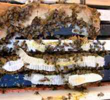 Pčele za hranjenje sa šećernim sirupom za zimu: pravila i proporcije