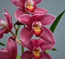 Royal orhideje: fotografija, njegu u kući