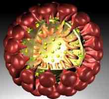 Coronavirus u mačiću: simptomi, liječenje, prevencija