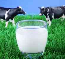 Kravlje mlijeko: masti, koristi i štete