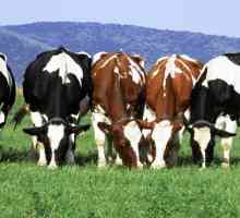 Krave od uzgoja mlijeka: značajke uzgoja. Krave proizvodnje mlijeka: pasmine
