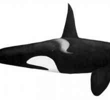Ubojica ili kit ubojica - kako točno? Ubojica je morski sisavac. Kit ubojice je progutati zemlja