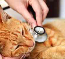 Cat bolesti: Simptomi i liječenje