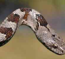 Mačka zmija: opis, stanište. Je li mačja zmija otrovna?
