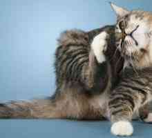 Mačka ogrebotina uho: uzroci i liječenje. Kapi iz ušnih grinja za mačke