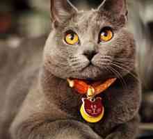 Mačke iz Chartreuse pasmine: opis, standardi, priroda, značajke sadržaja