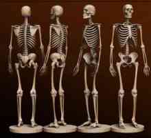 Kosti čovjeka. Anatomija: ljudske kosti. Ljudski kostur s imenom kostiju