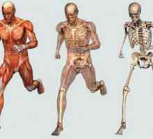Kosti kao orgulje: struktura, svojstva, funkcije