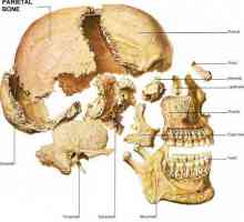 Kosti lubanje: ljudska anatomija