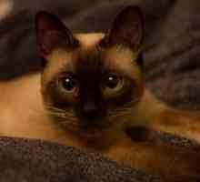 Tajlandska mačka: opis pasmine, karaktera, fotografije