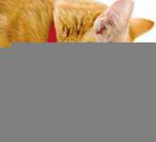 Mačak ne jede suhu hranu: što učiniti i koji su mogući uzroci