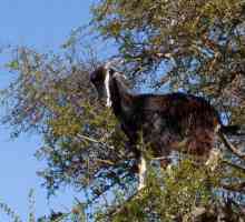 Koze na drveću u Maroku - je li to istina?