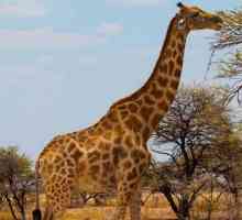 Lijepa žirafa: ova životinja ima najviši krvni tlak