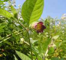 Belladonna, ili belladonna: opis biljke, svojstva, primjena