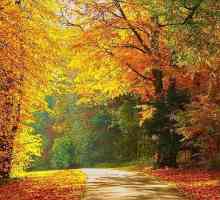 Красивые фразы про осень. Стихи и поговорки