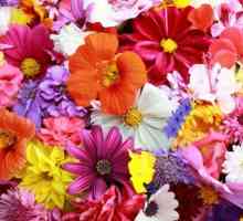 Lijepa i mirisna: što su cvijeće?