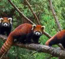 Crvena panda: fotografija, opis, stanište