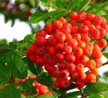 Red Rowanberry: korist i štetu našem zdravlju