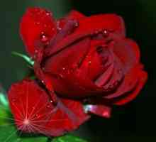 Crvena ruža je floristički simbol Engleske