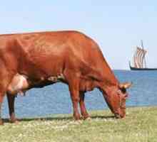Crvena stepska pasmina krave: karakteristike, fotografije, mogućnosti uzgoja