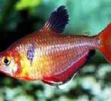 Crvena tetra ili manje ribe: značajke sadržaja u akvariju
